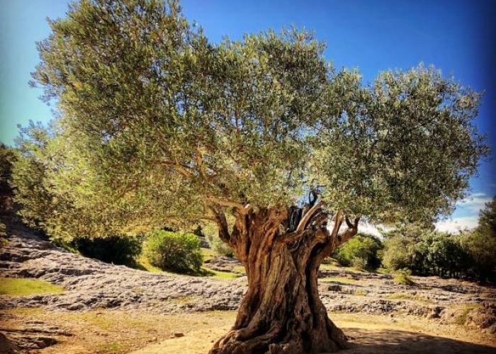 Bilge Zeytin Ağacının Diğer Mucizeleri